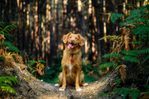 Plant-Based Pooches: The benefits of a meat-free diet for dogs