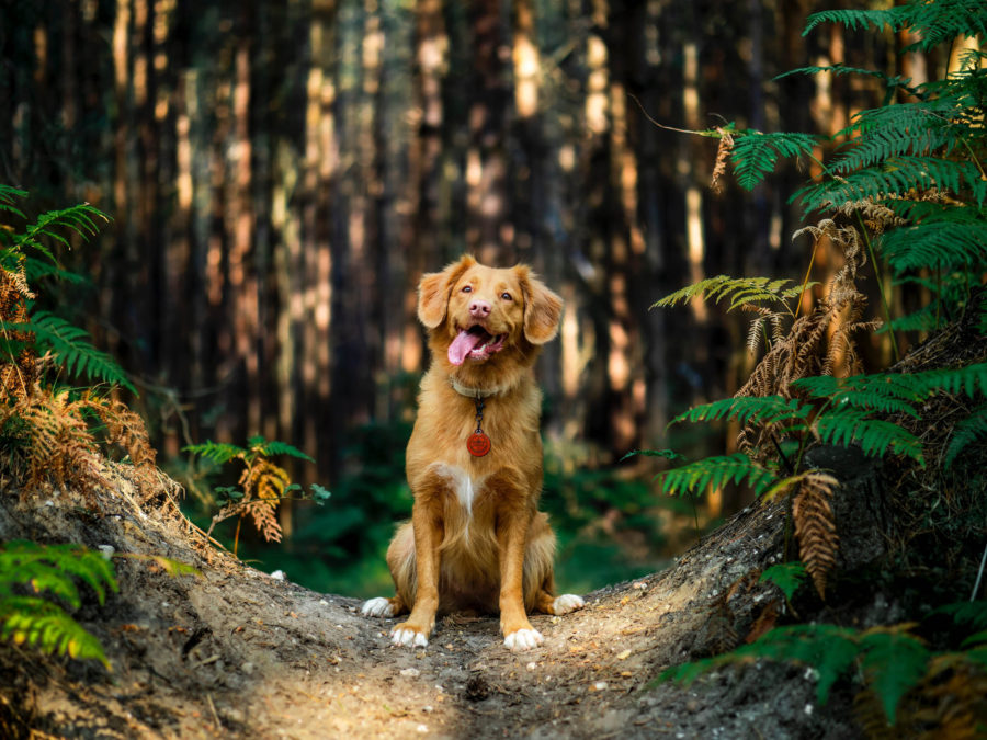 Plant-Based Pooches: The benefits of a meat-free diet for dogs