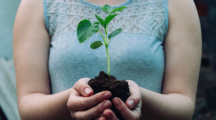 When is the best time to plant a tree reflections on my journey to veganism