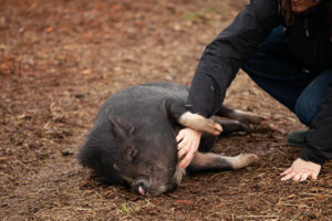 Happy pig at farm sanctuary