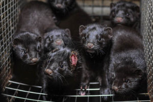 BC phases out mink farming