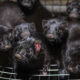 BC phases out mink farming