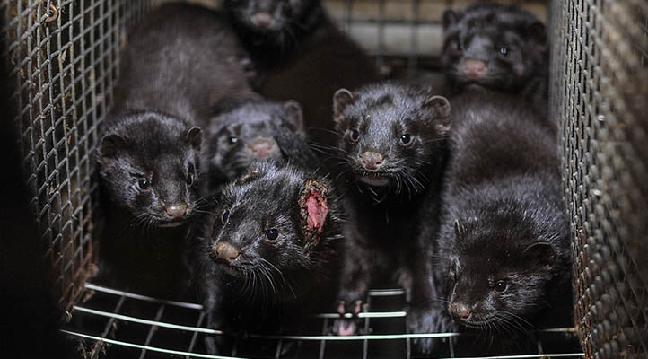 BC phases out mink farming