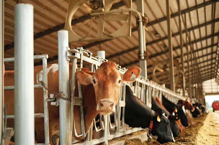 Which is more harmful to animals – dairy or beef production? An animal welfare scientist explains the answer, and it might surprise you.