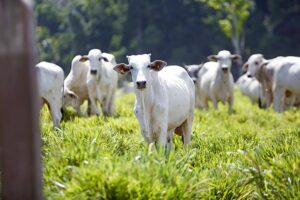 COP 30: The impacts of animal agriculture on the climate